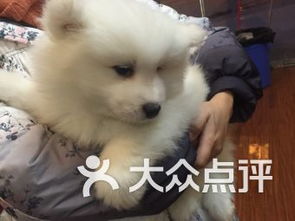 成都雙楠寵物服務 關愛寵物，呵護家庭伙伴